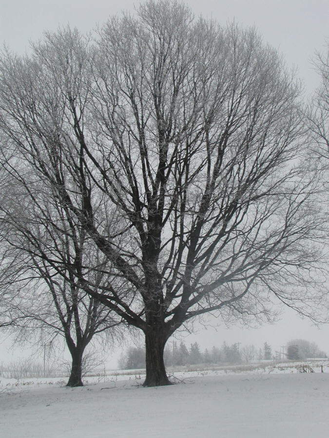 Winter Tree