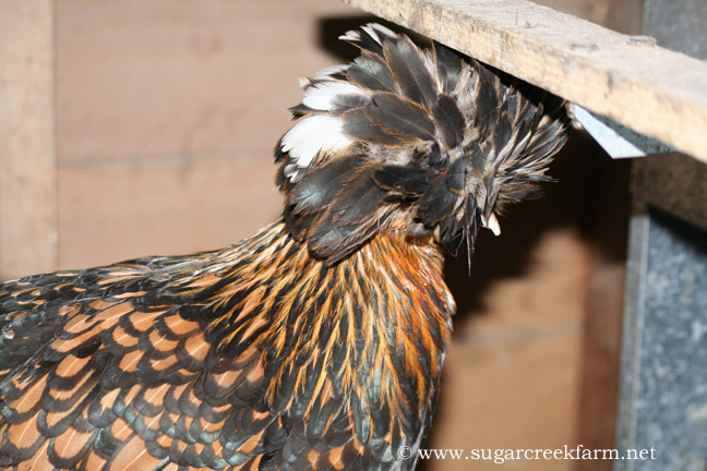 Silver Laced Polish Chicken - Sugar Feather Farm