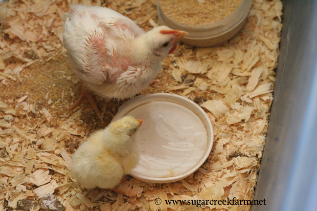 Whenever Big Chick eats Little Peep eats Whenever Big Chick drinks Whenever Big Chick eats Little Peep eats Whenever Big Chick drinks