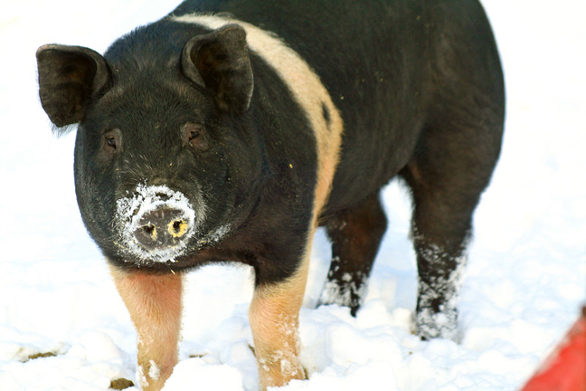 Iowa Food Coop March Sugar Creek FarmSugar Creek Farm Iowa Food Coop March Sugar Creek FarmSugar Creek Farm