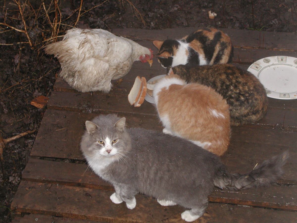 Cats and hen
