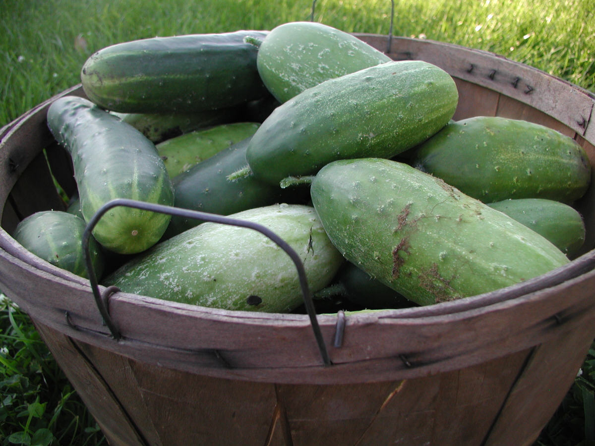 Cucumbers