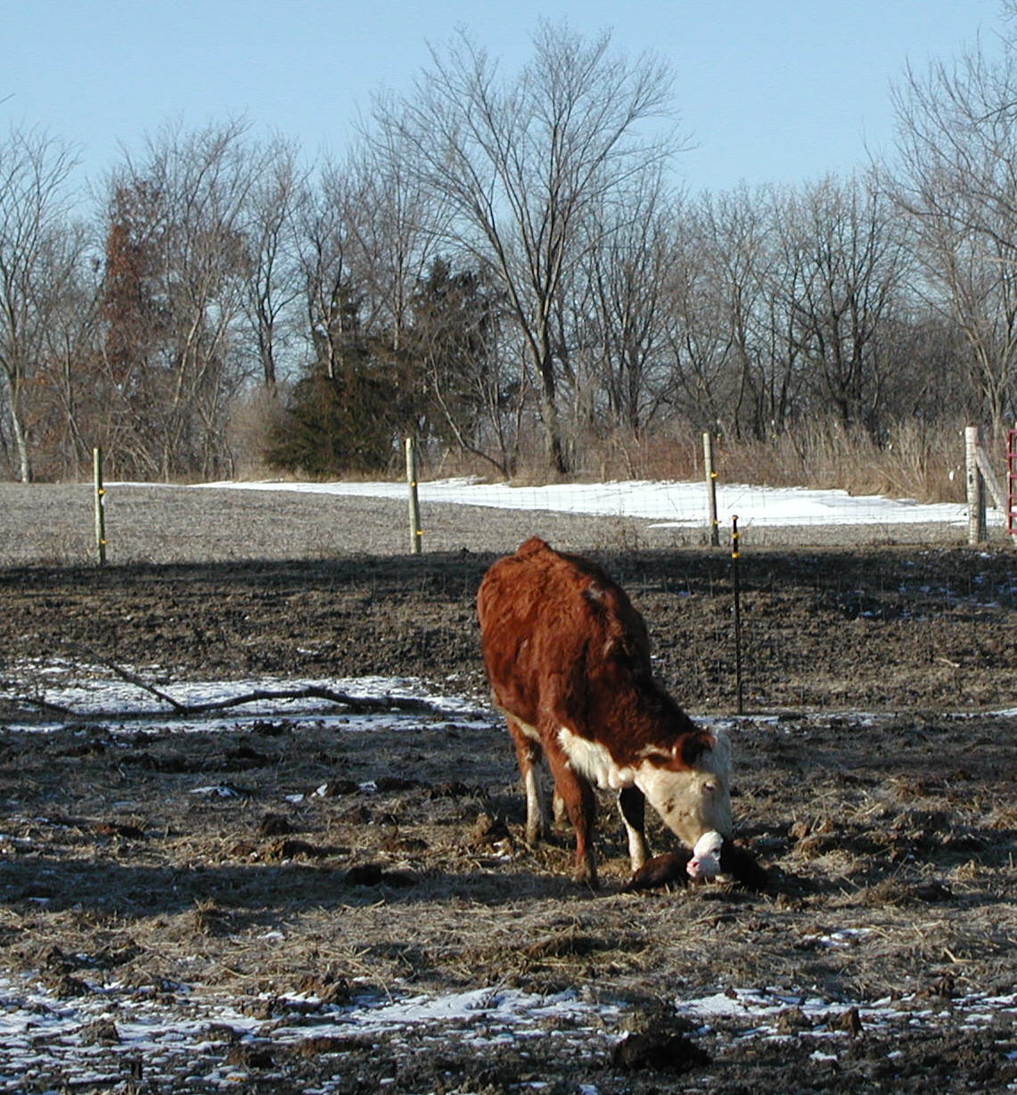 first calf