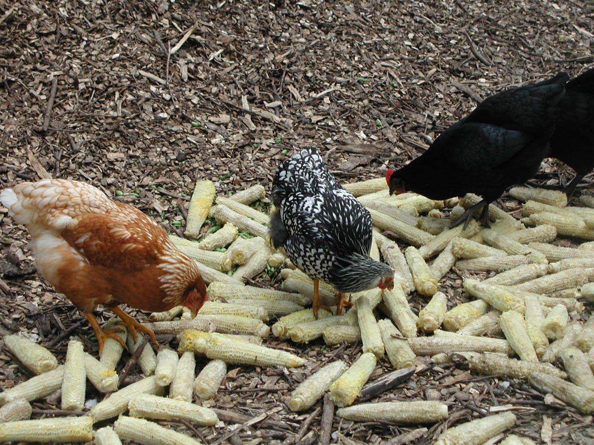 Hens picking at sweetcorn cobs