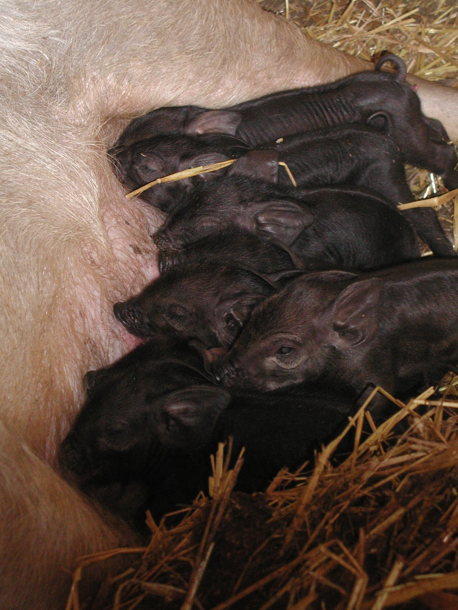 piglets